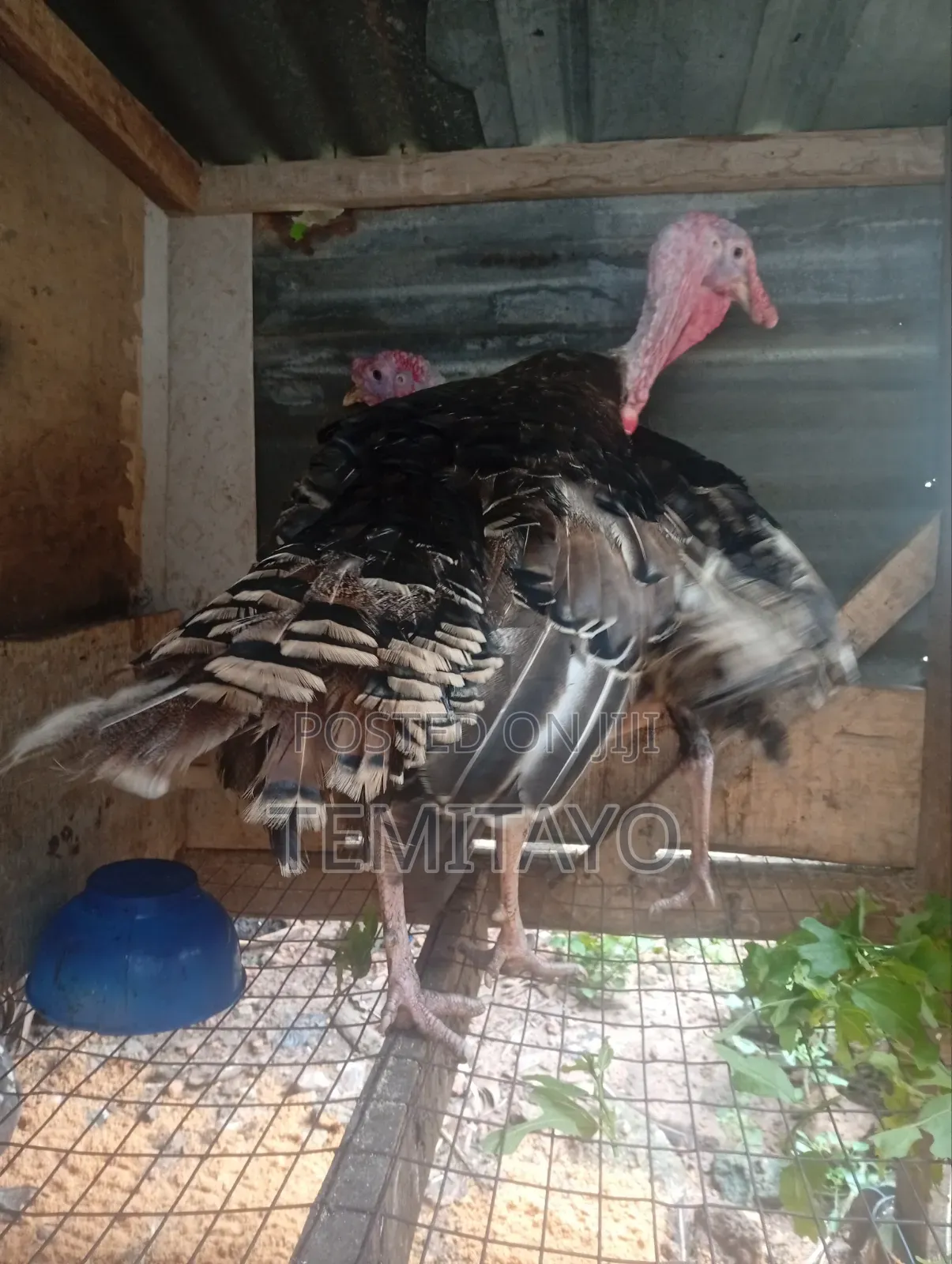 Turkey Turkey