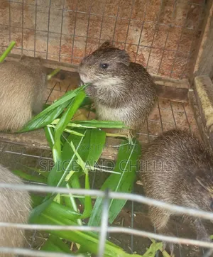 Weaner Grasscutters