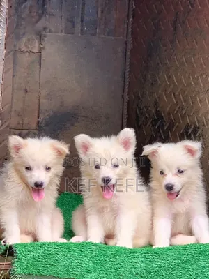 1-3 months Female Purebred American Eskimo