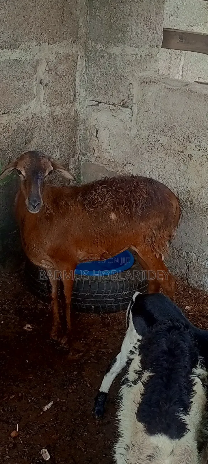 Healthy Sheeps