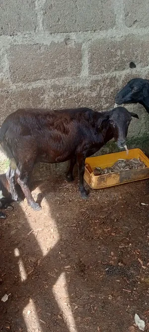 Healthy Sheeps