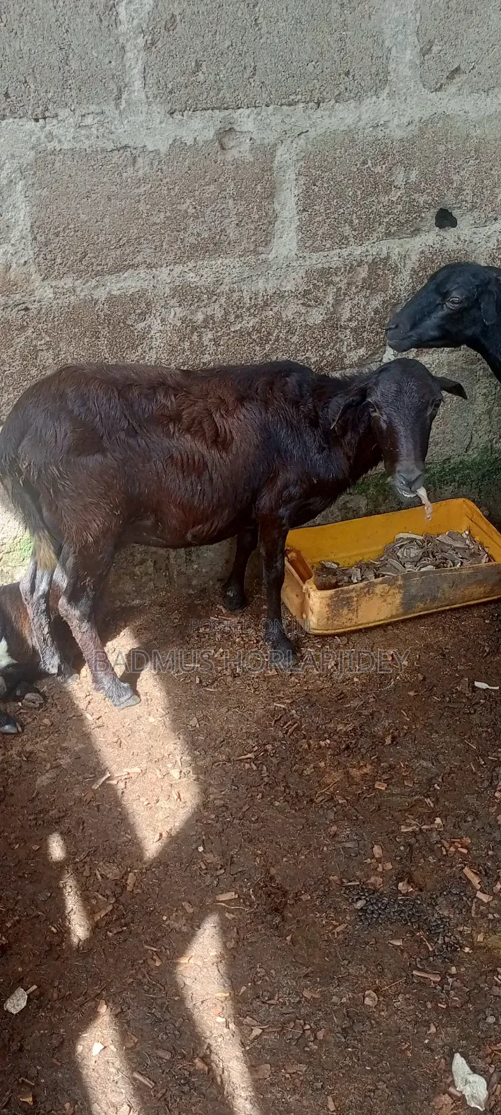 Healthy Sheeps