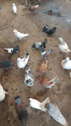 Premium Foreign Pigeons