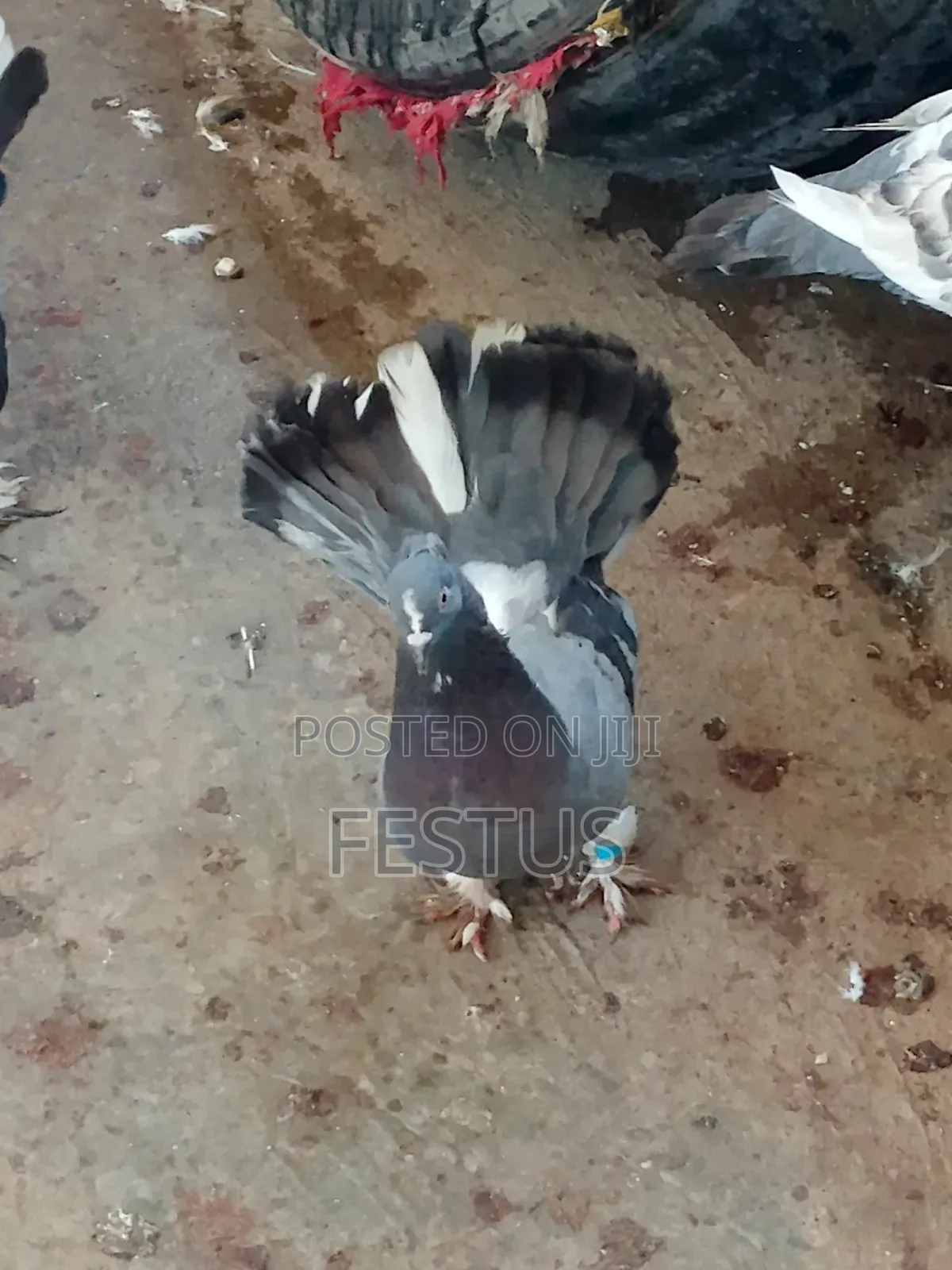 Premium Foreign Pigeons