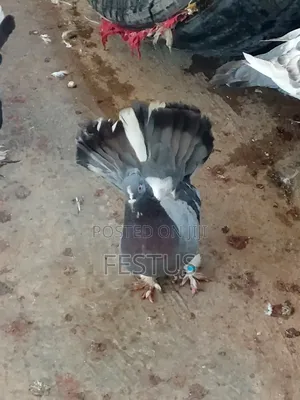 Premium Foreign Pigeons