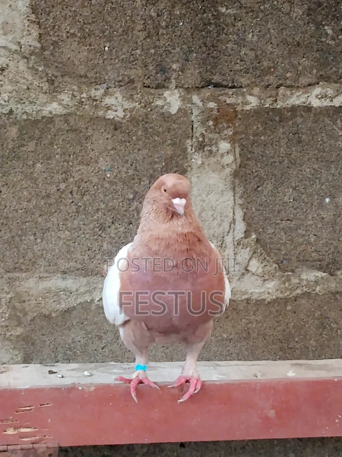 Premium Foreign Pigeons