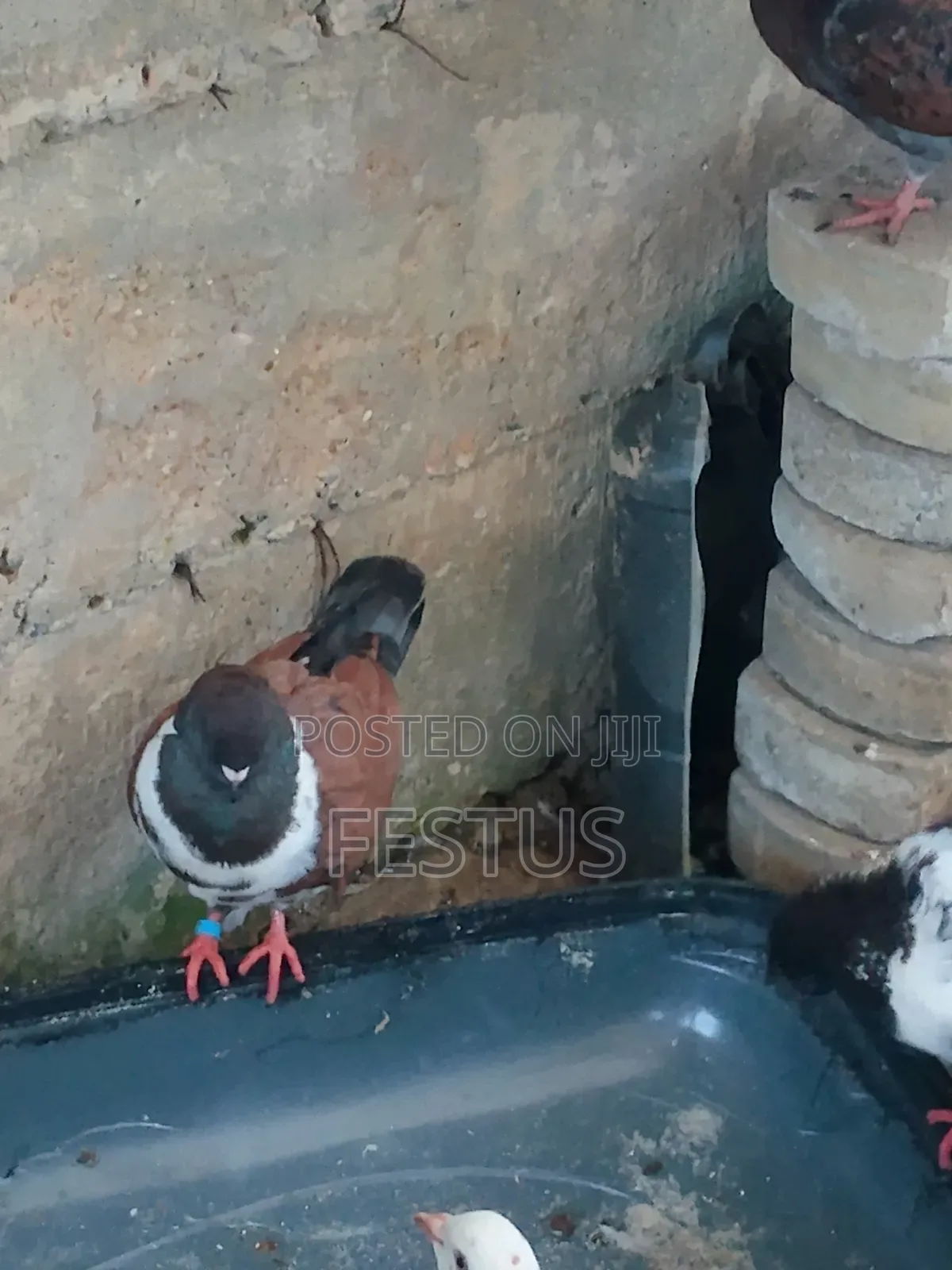 Premium Foreign Pigeons