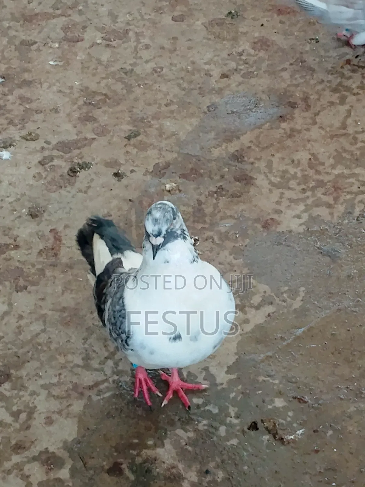 Premium Foreign Pigeons