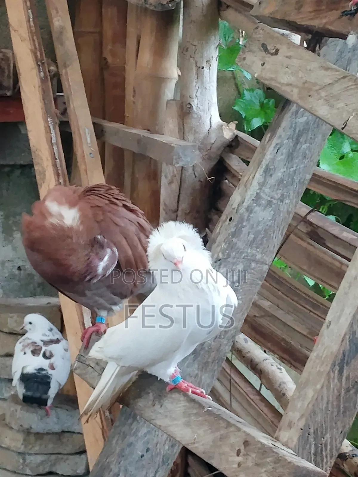 Premium Foreign Pigeons