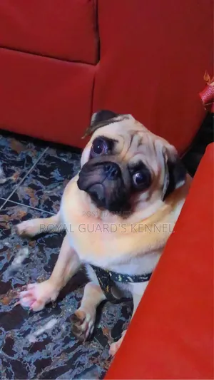 1-3 months Female Purebred Pug