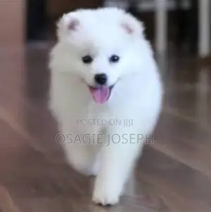 1-3 months Male Purebred American Eskimo