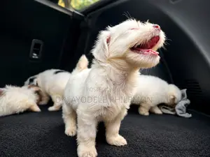 1-3 months Female Purebred Lhasa Apso