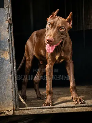 3-6 months Male Purebred American Pit Bull Terrier