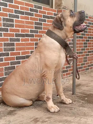 1+ year Female Purebred Boerboel