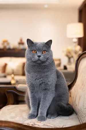 1+ year Male Purebred British Shorthair