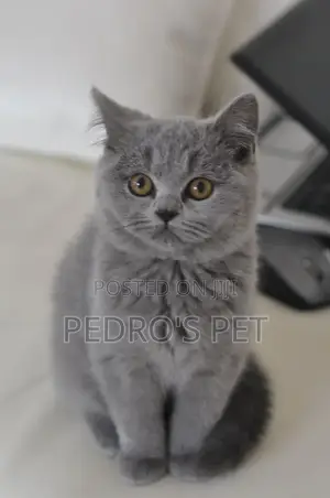 1+ year Female Purebred British Shorthair