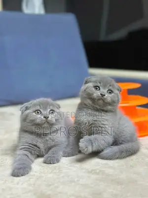 1-3 months Female Purebred British Shorthair