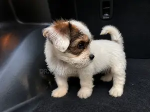 1-3 months Female Purebred Lhasa Apso
