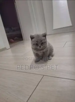 1-3 months Female Purebred British Shorthair