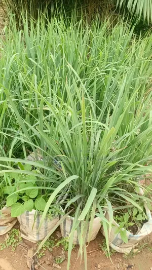 Lemon Grass