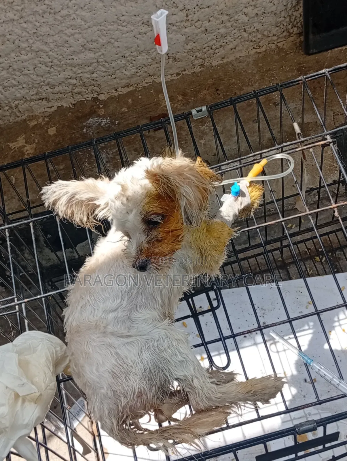 Veterinary Doctor