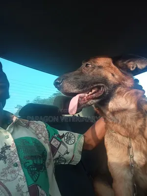 Veterinary Doctor
