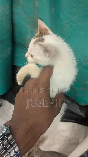 1-3 months Female Purebred American Shorthair
