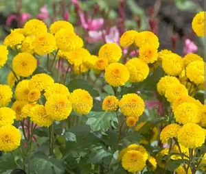 Yellow Chrysanthemum