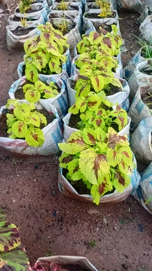 Coleus Plants