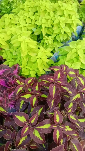 Coleus Plants