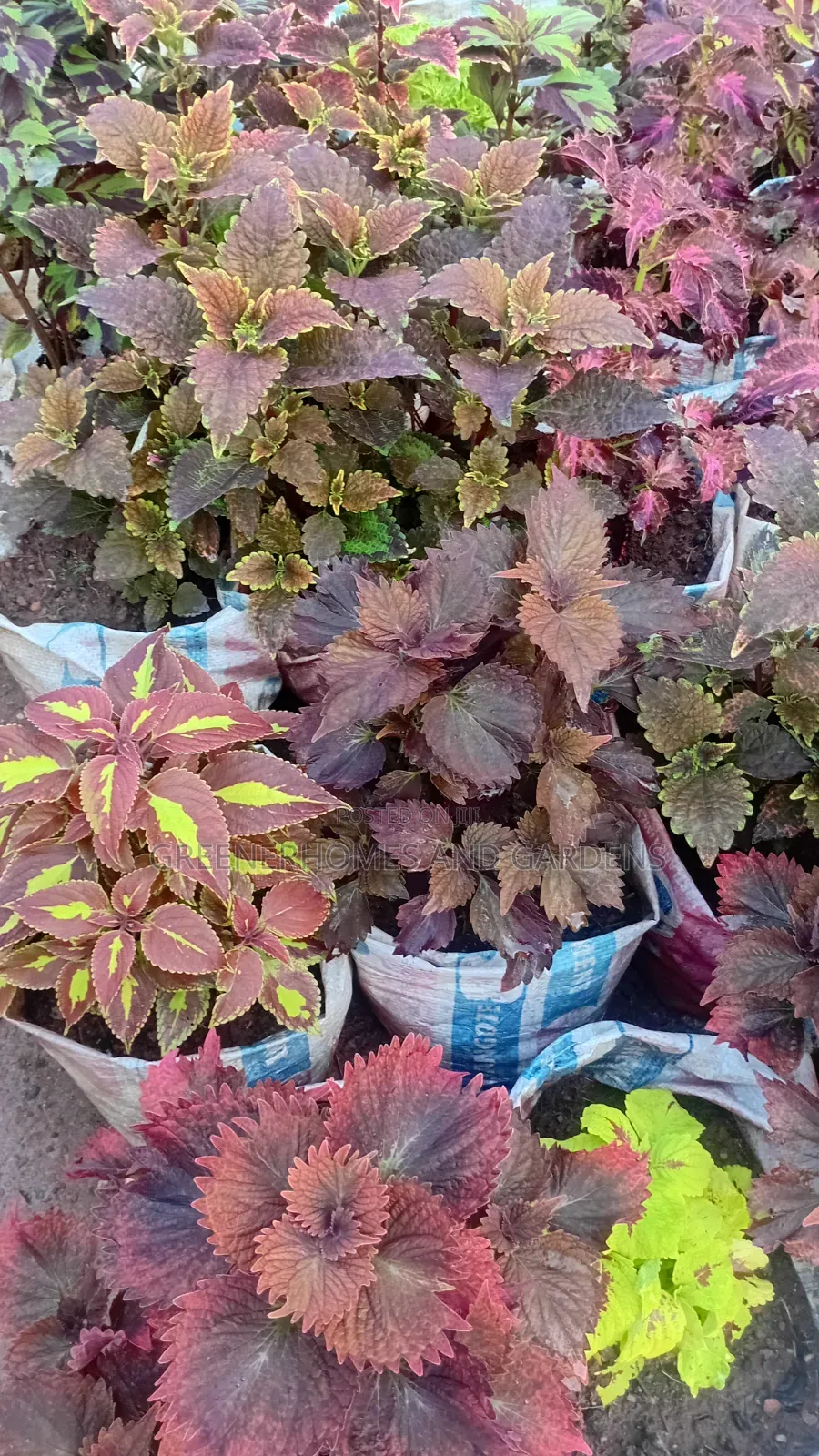 Coleus Plants