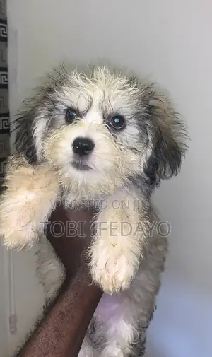 1-3 months Male Purebred Lhasa Apso