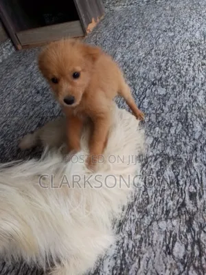 1-3 months Female Purebred Samoyed