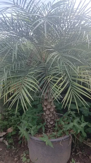 Phoenix Dwarf Date Palm