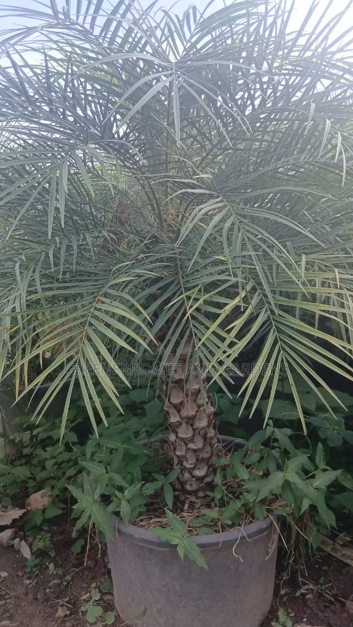Phoenix Dwarf Date Palm