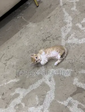 1-3 months Male Mixed Breed American Shorthair