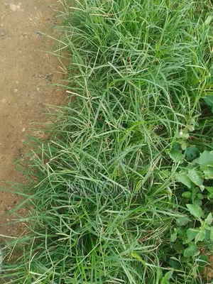 1,100 SQM of Land for Sale at Guzape 2