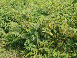 Land for Sale at Guzape 2