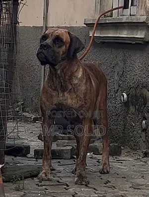 1+ year Female Purebred Boerboel