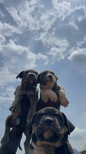 1-3 months Female Purebred American Bully