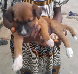 1-3 months Female Purebred Dog