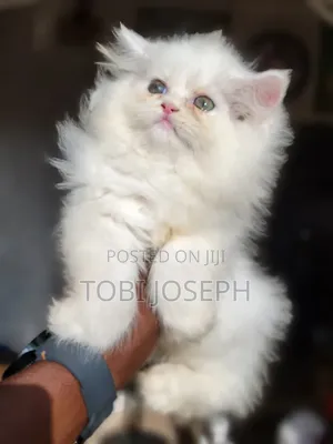 1-3 months Female Purebred Persian