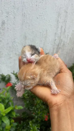 0-1 month Male Mixed Breed American Shorthair