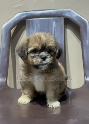 1-3 months Male Purebred Lhasa Apso
