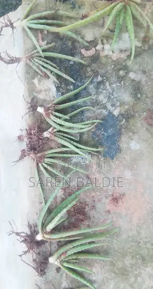 15 to 10 Set of Fine Aloe Vera Plants (Price: 2800-3700)