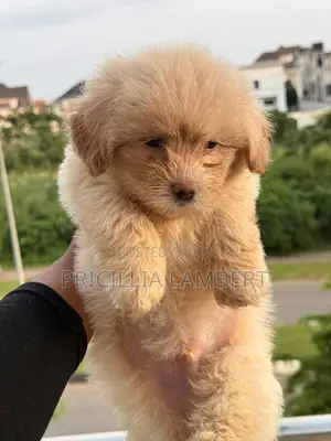 Lhasa Apso