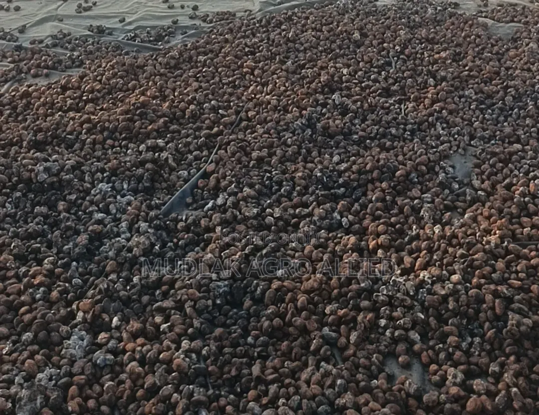 Dried Shea Nut