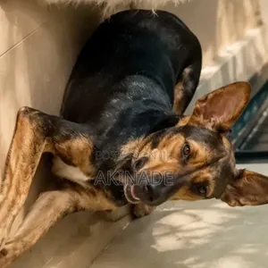 1+ year Female Mixed Breed German Shepherd