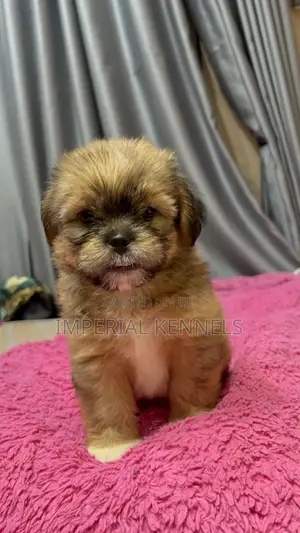 1-3 months Male Purebred Lhasa Apso