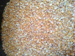 Clean Bags of Maize (Corn), Dry and Stone-Free at Best Price Available!